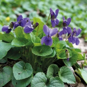 Common Blue Violet Seeds Viola Papilionacea - 25 Seeds for Planting