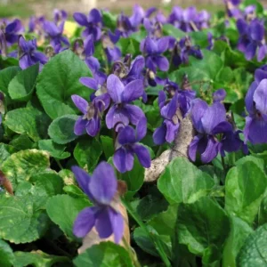 Common Blue Violet Seeds Viola Papilionacea - 25 Seeds for Planting