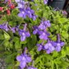 Concord Blue Cape Primrose Plant - 2.5 inch Pot - Flowering Indoor Plant