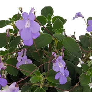 Concord Blue Cape Primrose Plant - 2.5 inch Pot - Flowering Indoor Plant