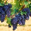 Concord Seedless Blue Grape Vine Plant - Concord Grapevine - 1 Year Old Live Plant