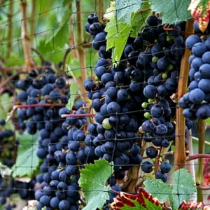 Concord Seedless Blue Grape Vine Plant - Concord Grapevine - 1 Year Old Live Plant