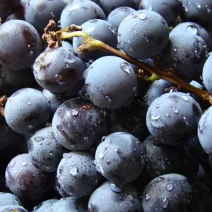 Concord Seedless Blue Grape Vine Plant - Concord Grapevine - 1 Year Old Live Plant