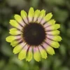 Coneflower Plant - Echinacea Prarie Blaze Vintage Lime-3 inch Pot