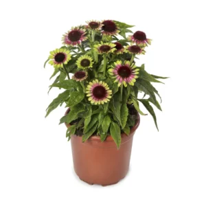 Coneflower Plant - Echinacea Prarie Blaze Vintage Lime-3 inch Pot