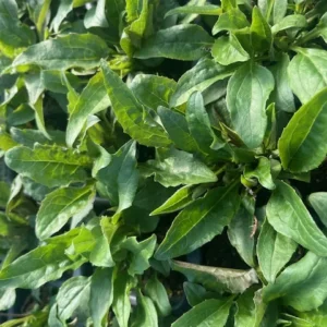 Coneflower Plant - Echinacea Prarie Blaze Vintage Lime-3 inch Pot