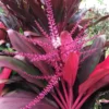 Cordyline Fruticosa Live Plant - Ti Plant - 25-30 Inch Height - 2 Gallon Pot - Multicolor