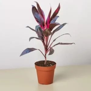 Cordyline Fruticosa Live Plant - Ti Plant - 25-30 Inch Height - 2 Gallon Pot - Multicolor