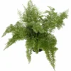 Cotton Candy Fern - Nephrolepis exaltata 'Smithii' - 4 inch Pot - Rare Houseplant