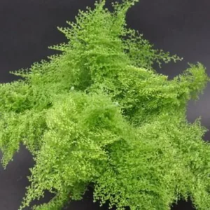 Cotton Candy Fern - Nephrolepis exaltata 'Smithii' - 4 inch Pot - Rare Houseplant