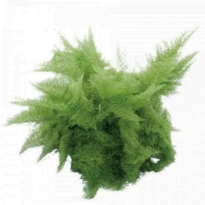 Cotton Candy Fern - Nephrolepis exaltata 'Smithii' - 4 inch Pot - Rare Houseplant