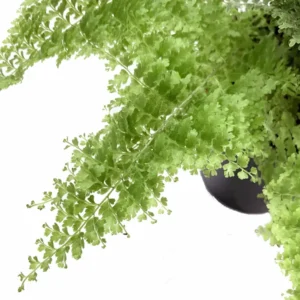 Cotton Candy Fern - Nephrolepis exaltata 'Smithii' - 4 inch Pot - Rare Houseplant