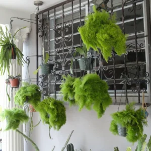 Cotton Candy Fern - Nephrolepis exaltata 'Smithii' - 4 inch Pot - Rare Houseplant