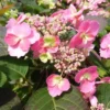 Cotton Candy Hydrangea Macrophylla Live Plant - 1 Gallon Pot - Shrub - Shade Plant