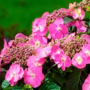 Cotton Candy Hydrangea Macrophylla Live Plant - 1 Gallon Pot - Shrub - Shade Plant