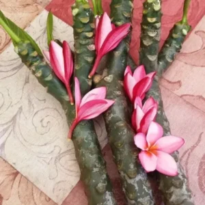 Cotton Candy Plumeria Cutting - 17 to 19" Multi-Tip - Exotic Tropical Plant