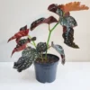 Crackling Rosie Begonia Plant - 3.7" Potted Houseplant