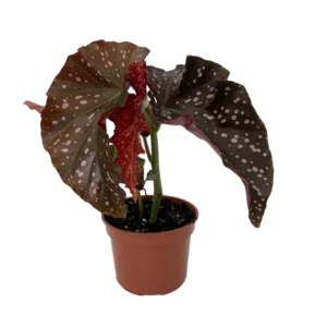 Crackling Rosie Begonia Plant - 3.7" Potted Houseplant