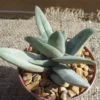 Crassula Falcata Propeller Succulent Plant - 2.5 Inch Pot - Easy Grow