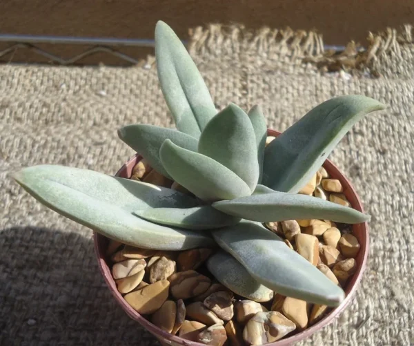 Crassula Falcata Propeller Succulent Plant - 2.5 Inch Pot - Easy Grow