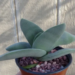 Crassula Falcata Propeller Succulent Plant - 2.5 Inch Pot - Easy Grow
