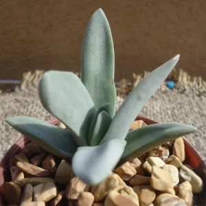 Crassula Falcata Propeller Succulent Plant - 2.5 Inch Pot - Easy Grow
