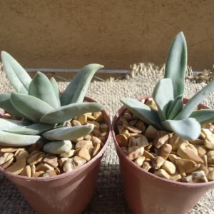 Crassula Falcata Propeller Succulent Plant - 2.5 Inch Pot - Easy Grow