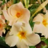 Creamy Yellow Dipladenia Madinia Live Plant Vine Bush Shrub Evergreen