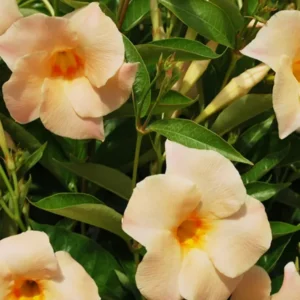Creamy Yellow Dipladenia Madinia Live Plant Vine Bush Shrub Evergreen