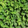 Creeping Charlie Plants Set 2 Plants - 4 Inch Pilea Nummulariifoli Swedish Ivy Indoor Houseplant