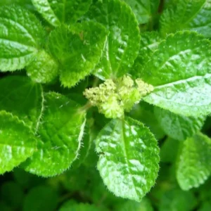 Creeping Charlie Plants Set 2 Plants - 4 Inch Pilea Nummulariifoli Swedish Ivy Indoor Houseplant