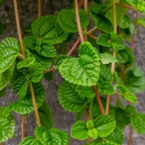 Creeping Charlie Plants Set 2 Plants - 4 Inch Pilea Nummulariifoli Swedish Ivy Indoor Houseplant