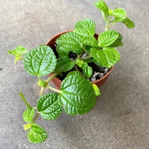 Creeping Charlie Plants Set 2 Plants - 4 Inch Pilea Nummulariifoli Swedish Ivy Indoor Houseplant