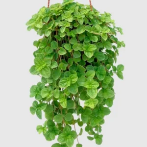 Creeping Charlie Plants Set 2 Plants - 4 Inch Pilea Nummulariifoli Swedish Ivy Indoor Houseplant