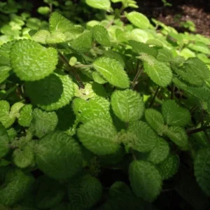 Creeping Charlie Plants Set 2 Plants - 4 Inch Pilea Nummulariifoli Swedish Ivy Indoor Houseplant