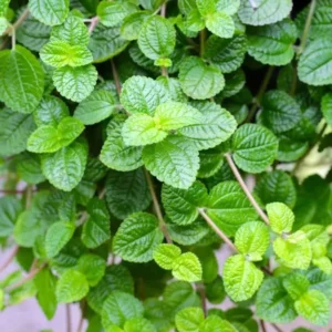 Creeping Charlie Plants Set - 4 Pilea Nummulariifoli Indoor Houseplant 4-inch Pot