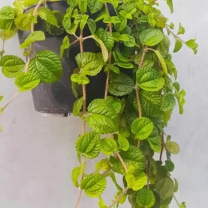 Creeping Charlie Plants Set - 4 Pilea Nummulariifoli Indoor Houseplant 4-inch Pot