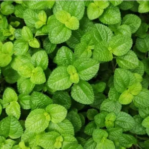 Creeping Charlie Plants Set - 4 Pilea Nummulariifoli Indoor Houseplant 4-inch Pot