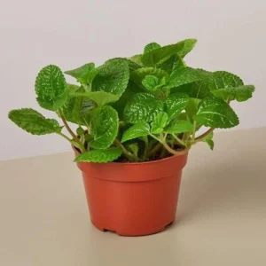Creeping Charlie Plants Set - 4 Pilea Nummulariifoli Indoor Houseplant 4-inch Pot
