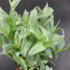 Creme n Green Tradescantia Plant - 2.5 inch Pot - Unique Foliage