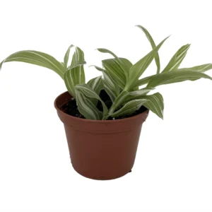 Creme n Green Tradescantia Plant - 2.5 inch Pot - Unique Foliage