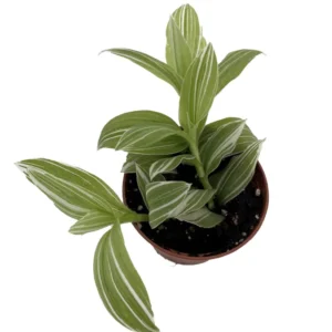 Creme n Green Tradescantia Plant - 2.5 inch Pot - Unique Foliage