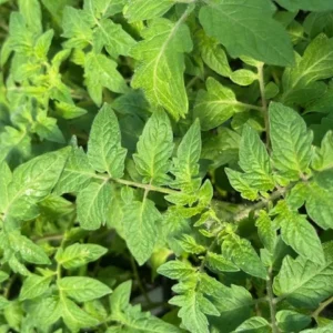 Creole Tomato Plant - Louisiana Heirloom 4