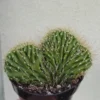 Crested Cactus Neobuxbaumia Euphorbioides Cristata Rare, 3.5" Pot