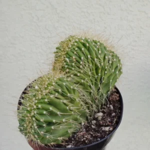 Crested Cactus Neobuxbaumia Euphorbioides Cristata Rare, 3.5" Pot
