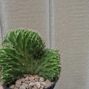 Crested Cactus Neobuxbaumia Euphorbioides Cristata Rare, 3.5