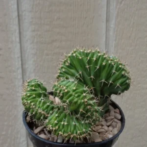 Crested Cactus Neobuxbaumia Euphorbioides Cristata Rare, 3.5