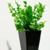 Crispy Wave Fern - 2.5 Inch Potted Asplenium - Clean Air Machine