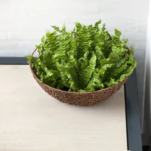 Crispy Wave Fern - 2.5 Inch Potted Asplenium - Clean Air Machine