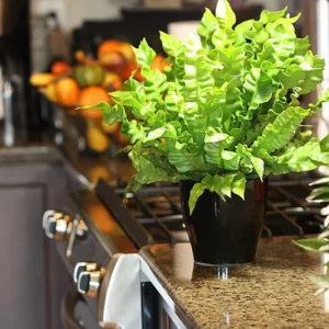 Crispy Wave Fern - 2.5 Inch Potted Asplenium - Clean Air Machine